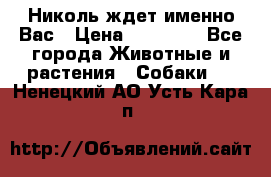 Николь ждет именно Вас › Цена ­ 25 000 - Все города Животные и растения » Собаки   . Ненецкий АО,Усть-Кара п.